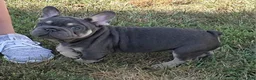 French Bulldog dogs for sale: Tito - Ad 3
