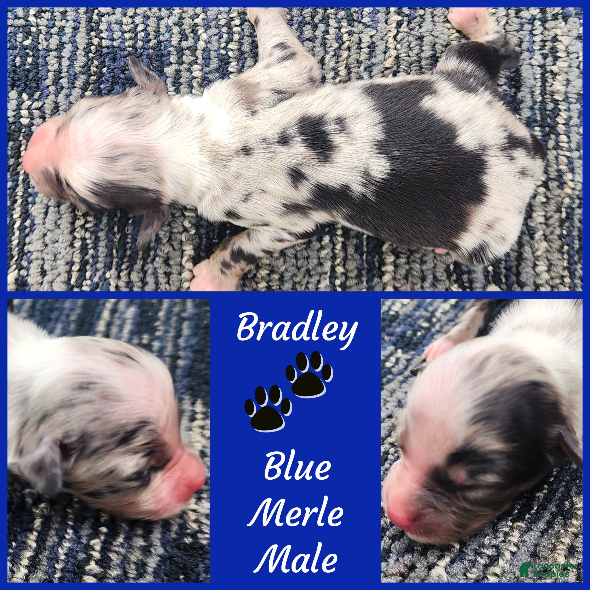 Miniature Australian Shepherd dogs Bradley  - Ad 15