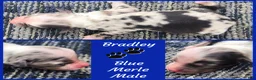 Miniature Australian Shepherd dogs for sale: Bradley  - Ad 1