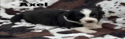 Welsh Corgi Cardigan dogs for sale: Axel FLUFFY - Ad 5