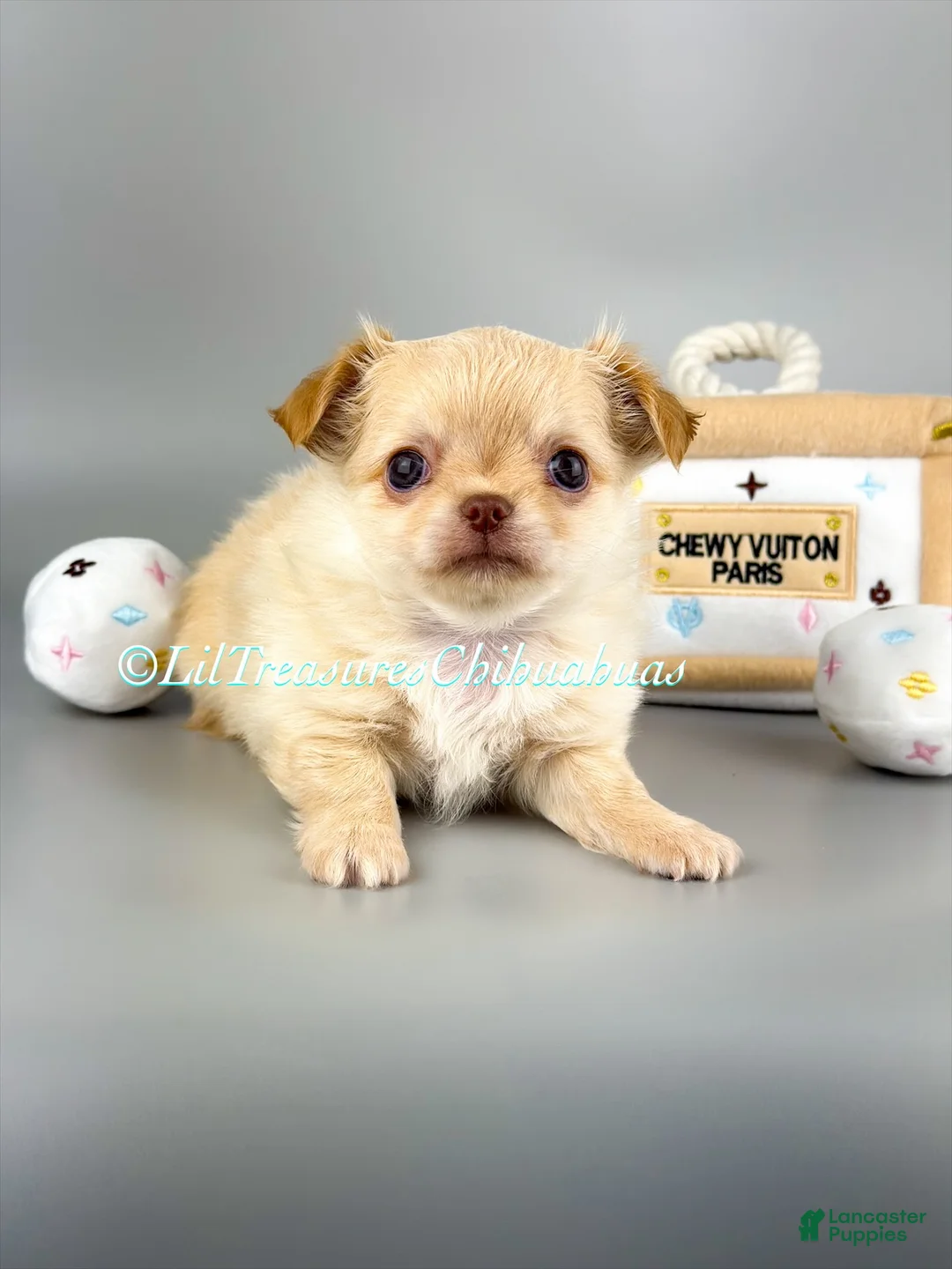 Chihuahua dogs for sale: Ben - Ad 1
