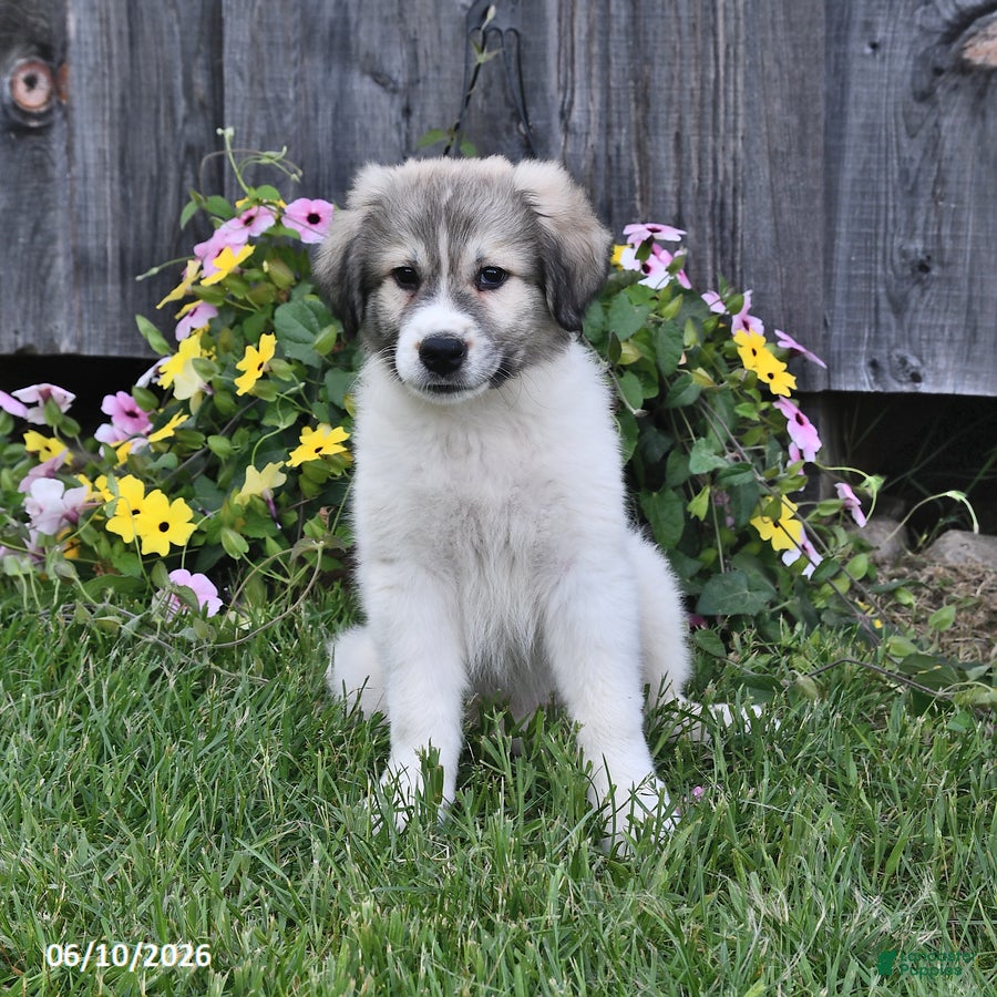 Mixed Breed dogs Thane - Ad 2