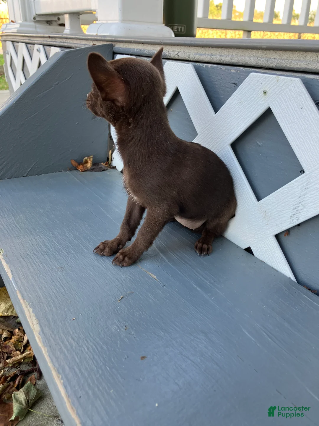 Chihuahua dogs for sale: Lydia - Ad 5