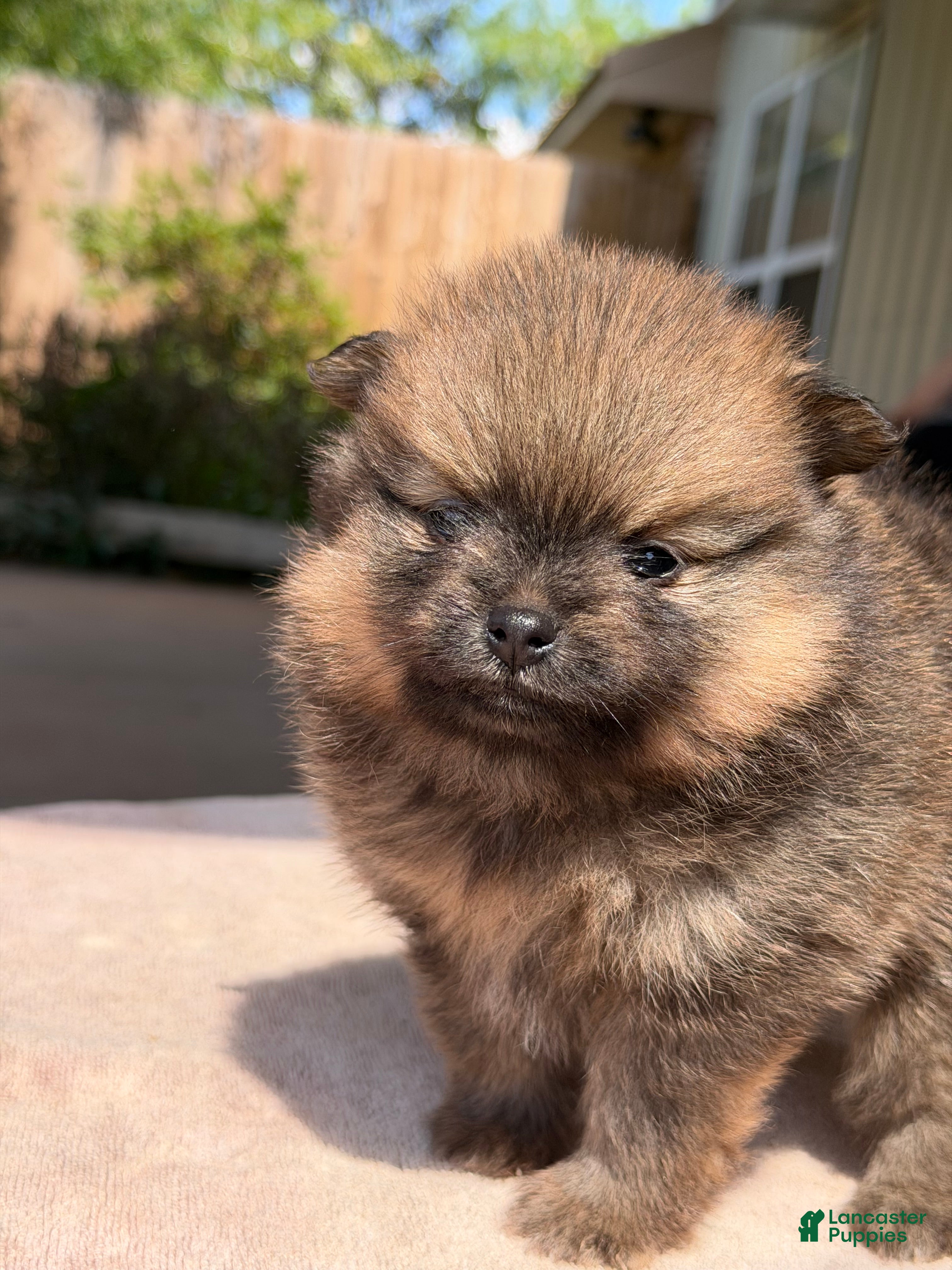 Pomeranian dogs Cricket - Ad 2