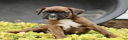 Boxer dogs for sale: Tammy - Ad 3