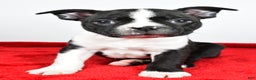 Boston Terrier dogs for sale: Scott - Ad 2