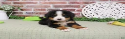 Bernese Mountain Dog dogs for sale: Patriot - Ad 5