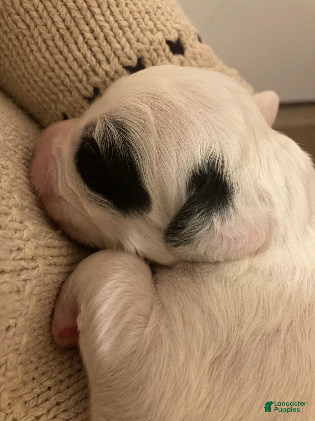 English Setter dogs for sale: Rooster  - Ad 2