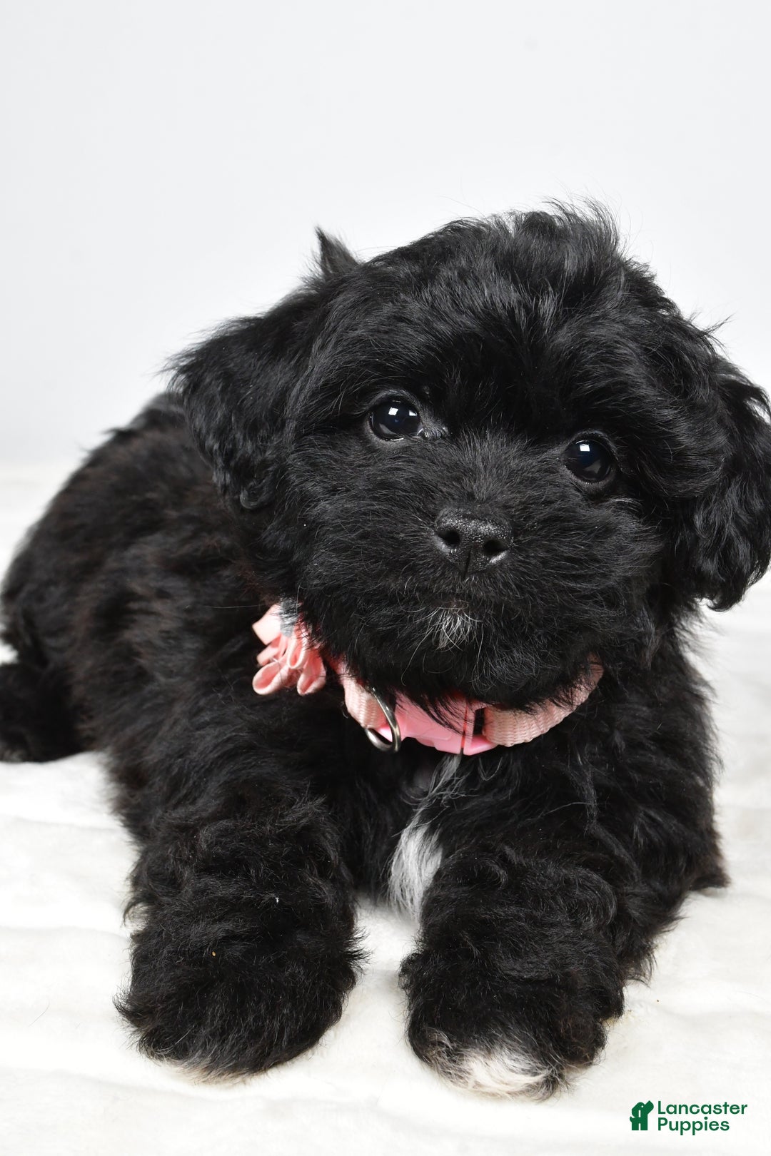 Shihpoo dogs for sale: Indie - Ad 7