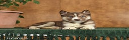 Siberian Husky dogs for sale: Alaska - Ad 4