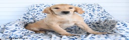 Golden Retriever dogs for sale: Peaches - Ad 1