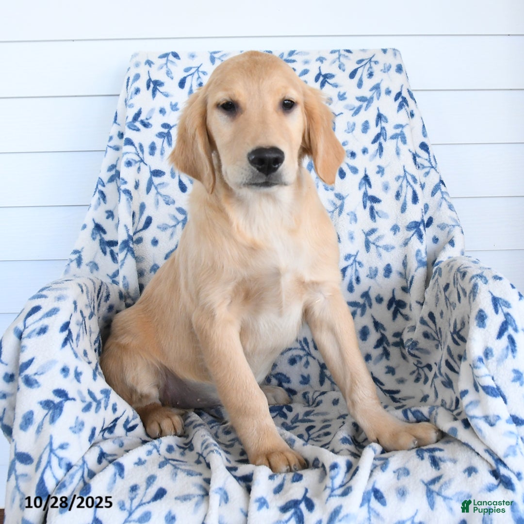 Golden Retriever dogs for sale: Peaches - Ad 1