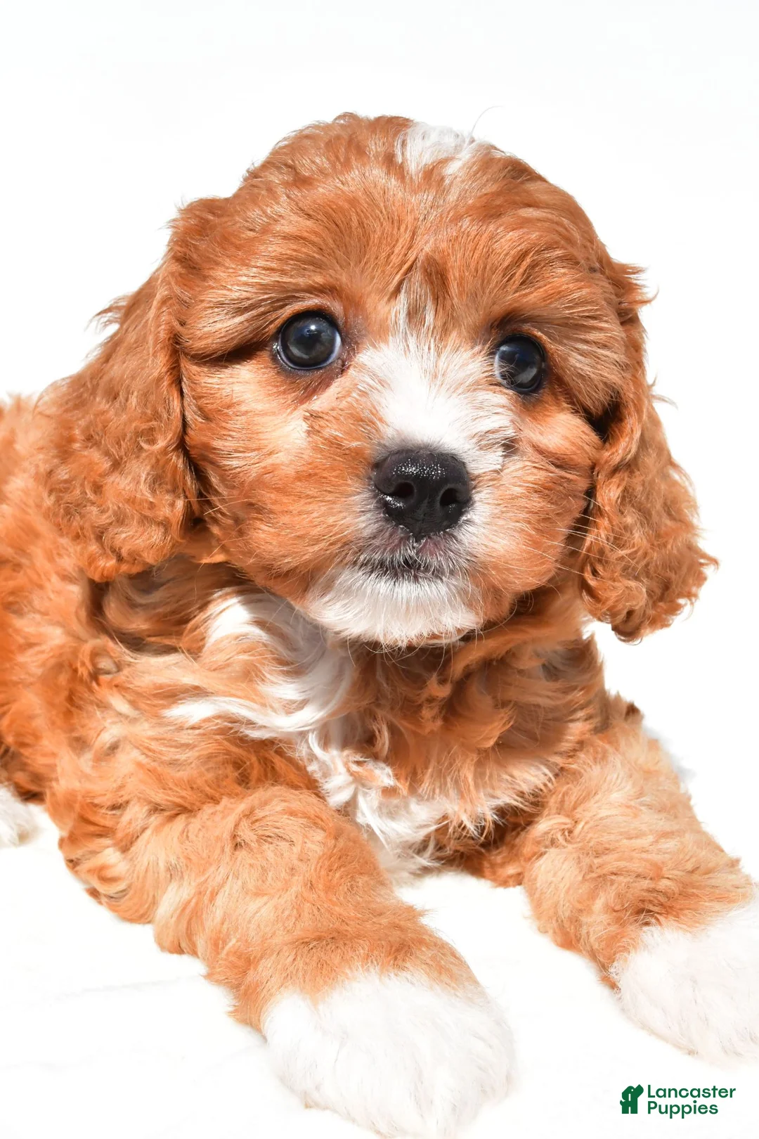 Cavapoo dogs for sale: Lilly - Ad 1
