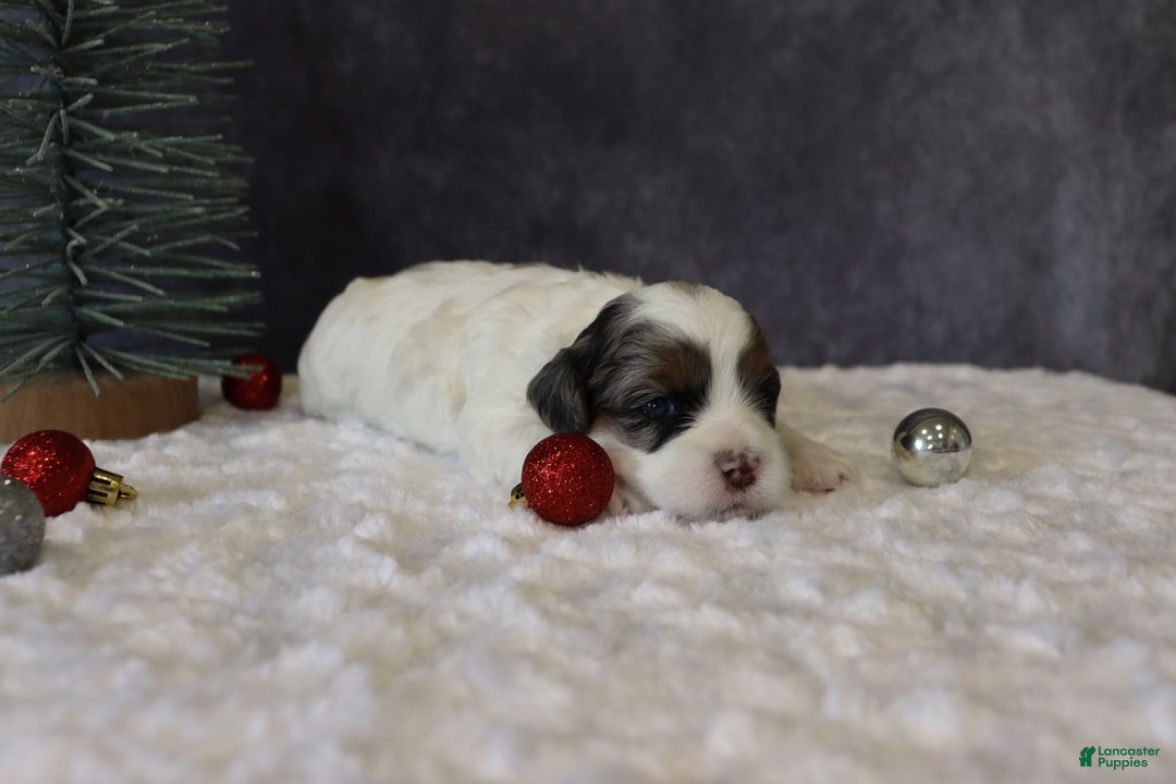 Shihpoo dogs for sale: Parker - Ad 3