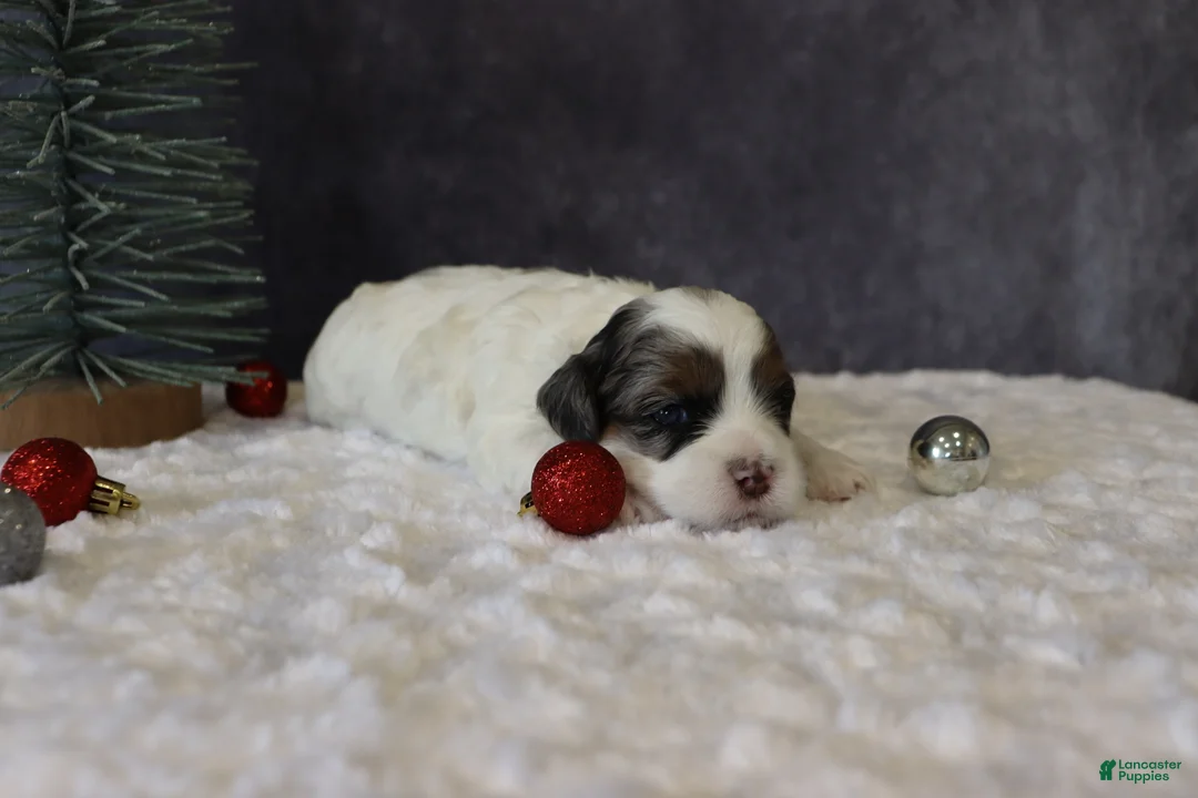 Shihpoo dogs for sale: Parker - Ad 7