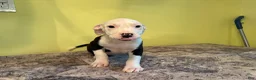 American Pit Bull Terrier dogs for sale: American Pit Bull Terrier 1 - Ad 6