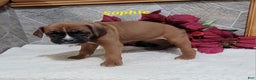 Boxer dogs for sale: Sophie - Ad 3