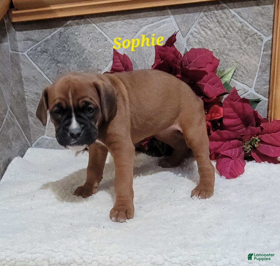Boxer dogs for sale: Sophie - Ad 3