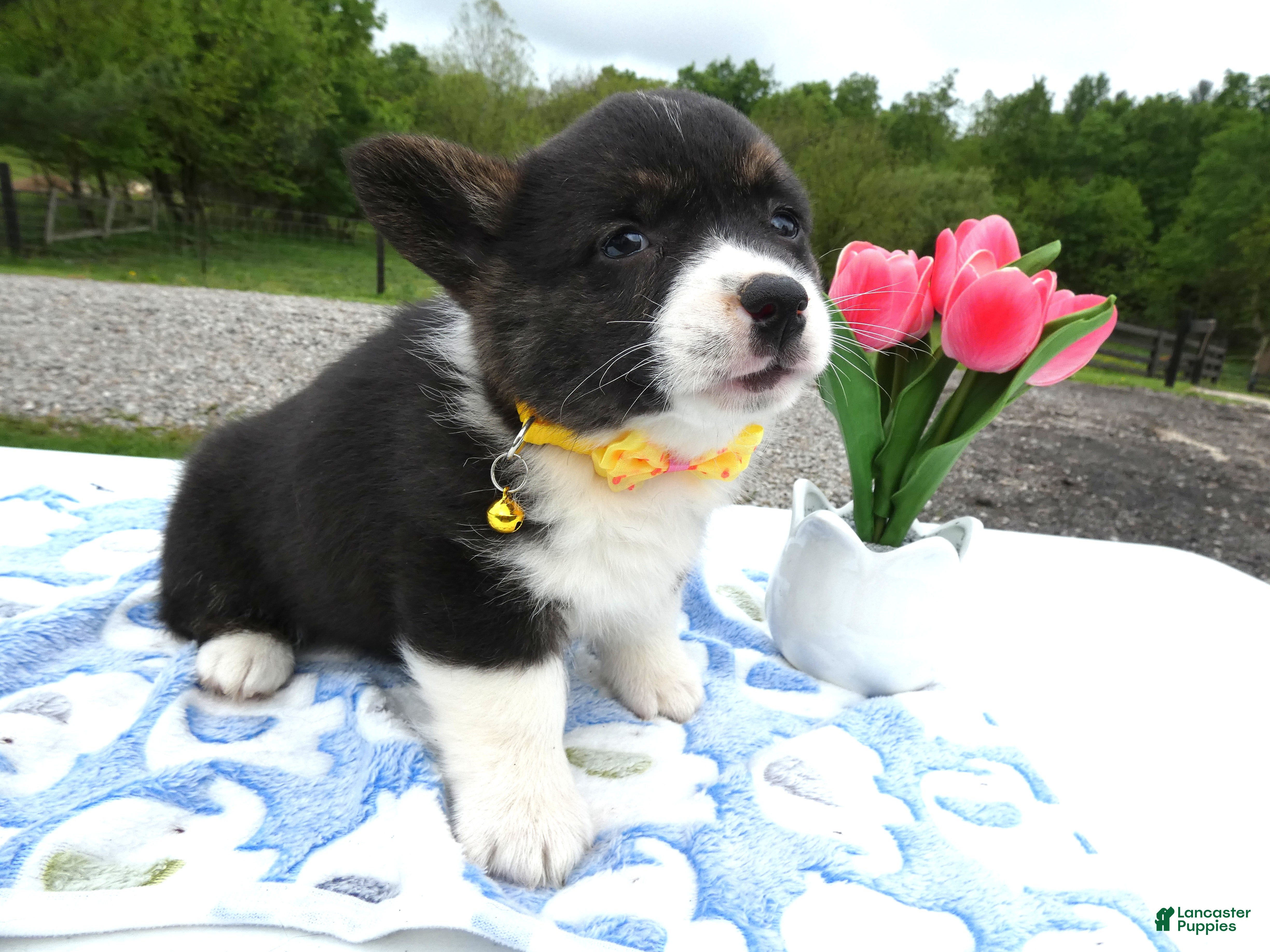 Welsh Corgi Pembroke dogs Welsh Corgi Pembroke Puppy 3 Ireland - Ad 34
