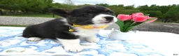Welsh Corgi Pembroke dogs for sale: Welsh Corgi Pembroke Puppy 3 Ireland - Ad 1