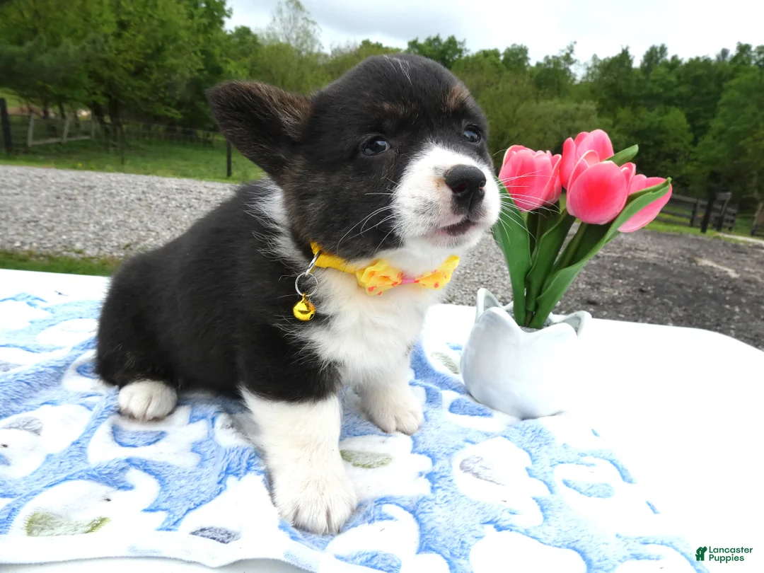 Welsh Corgi Pembroke dogs for sale: Welsh Corgi Pembroke Puppy 3 Ireland - Ad 1