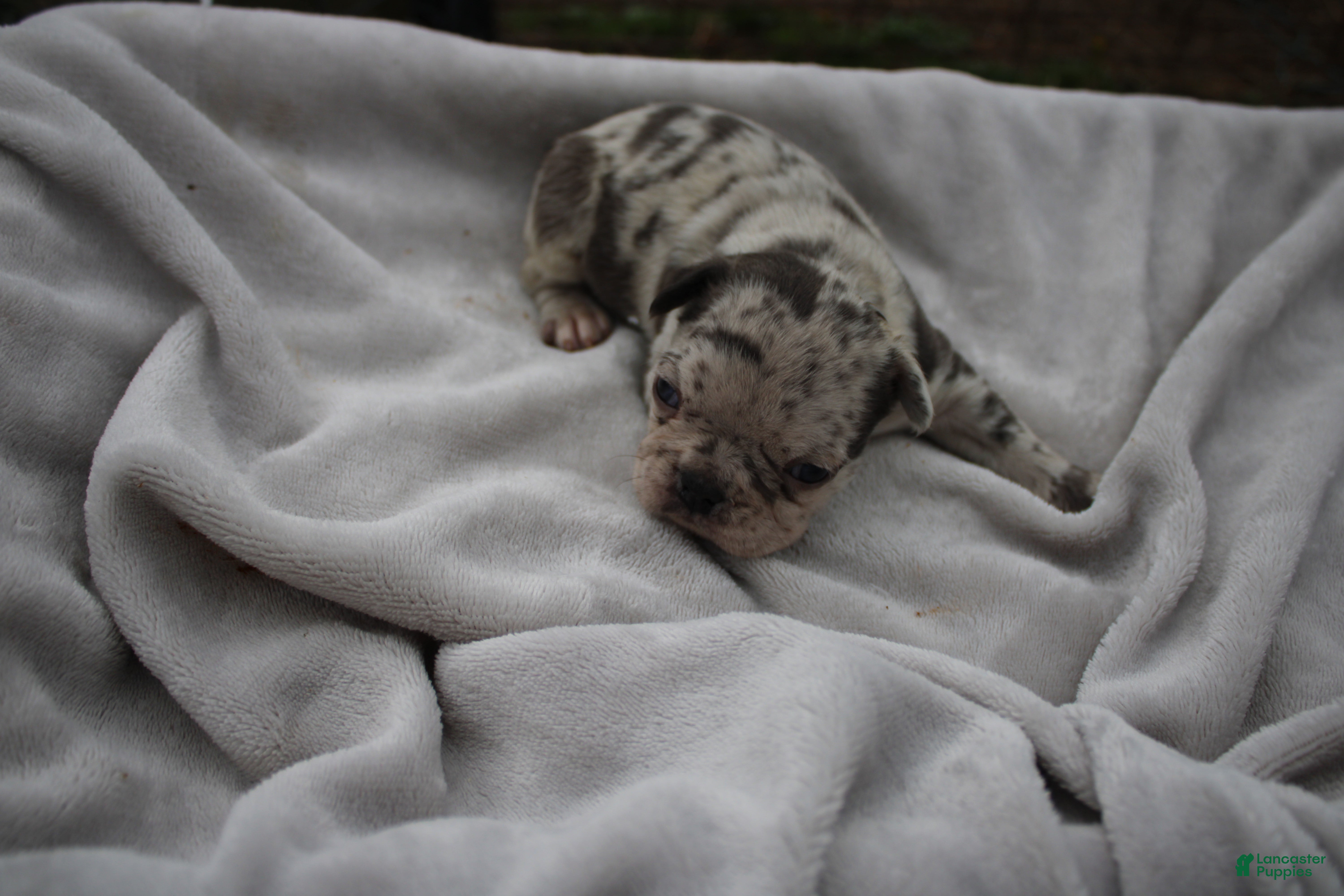 Frenchton dogs Addie - Ad 2