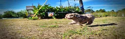 Havapoo dogs for sale: Picasso - Ad 27