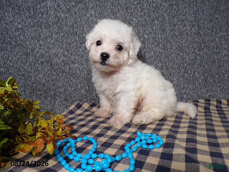 Bichon Frise dogs Blake - Ad 2