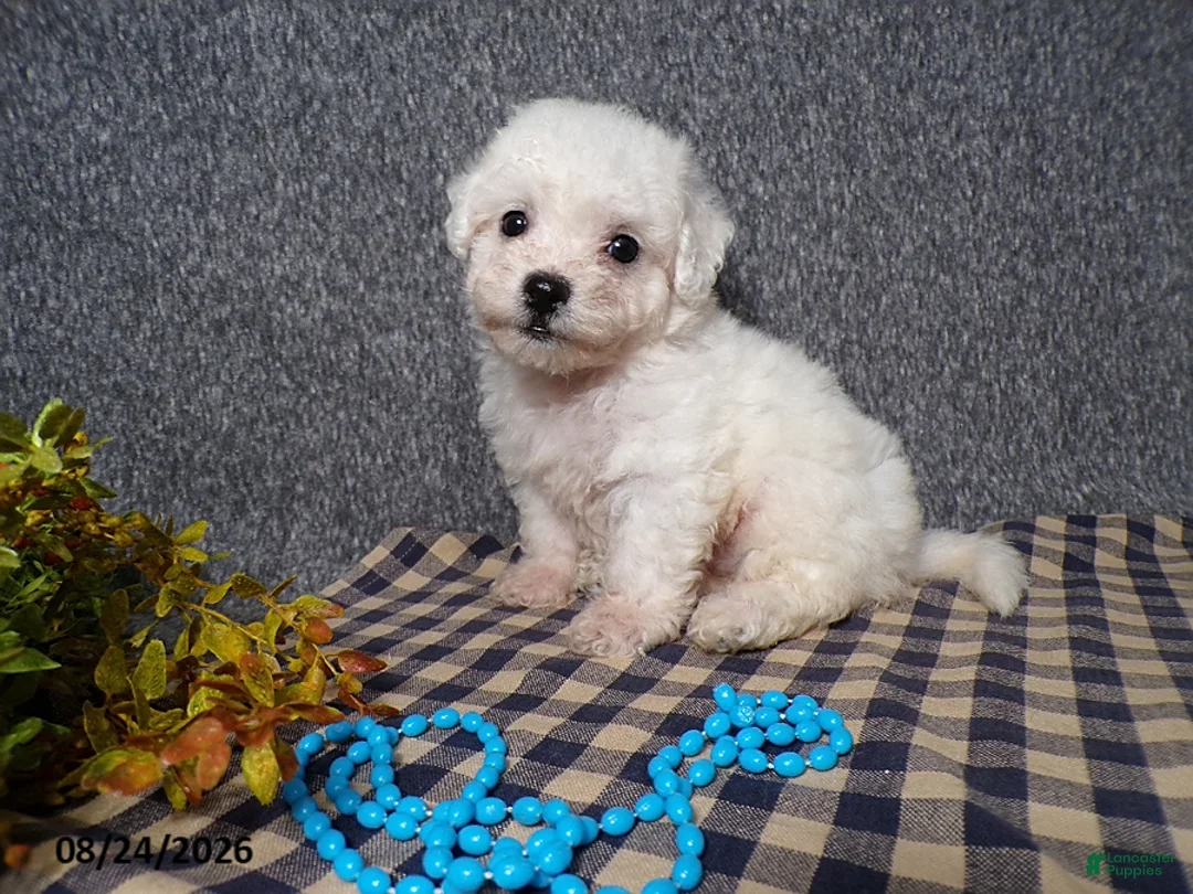 Bichon Frise dogs for sale: Blake - Ad 2