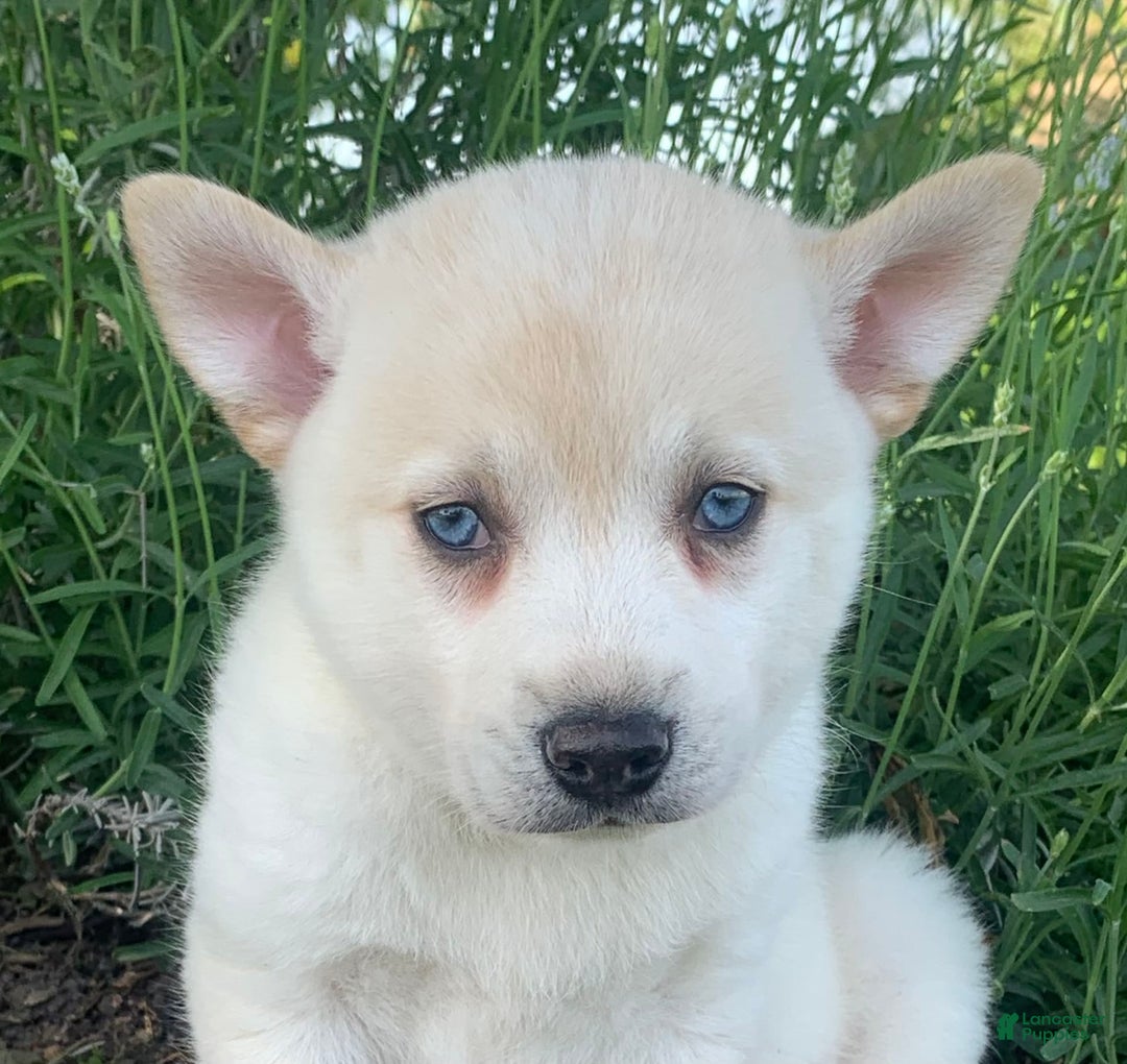 Alaskan Klee Kai dogs for sale: Handsome Boy Liam - Ad 7