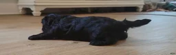 Shih Tzu dogs for sale: Sable - Ad 9