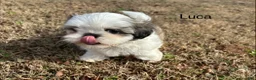 Shih Tzu dogs for sale: Luca - Ad 1