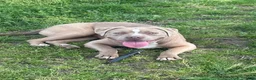 American Bully dogs for sale: Brown Sugar - Ad 1