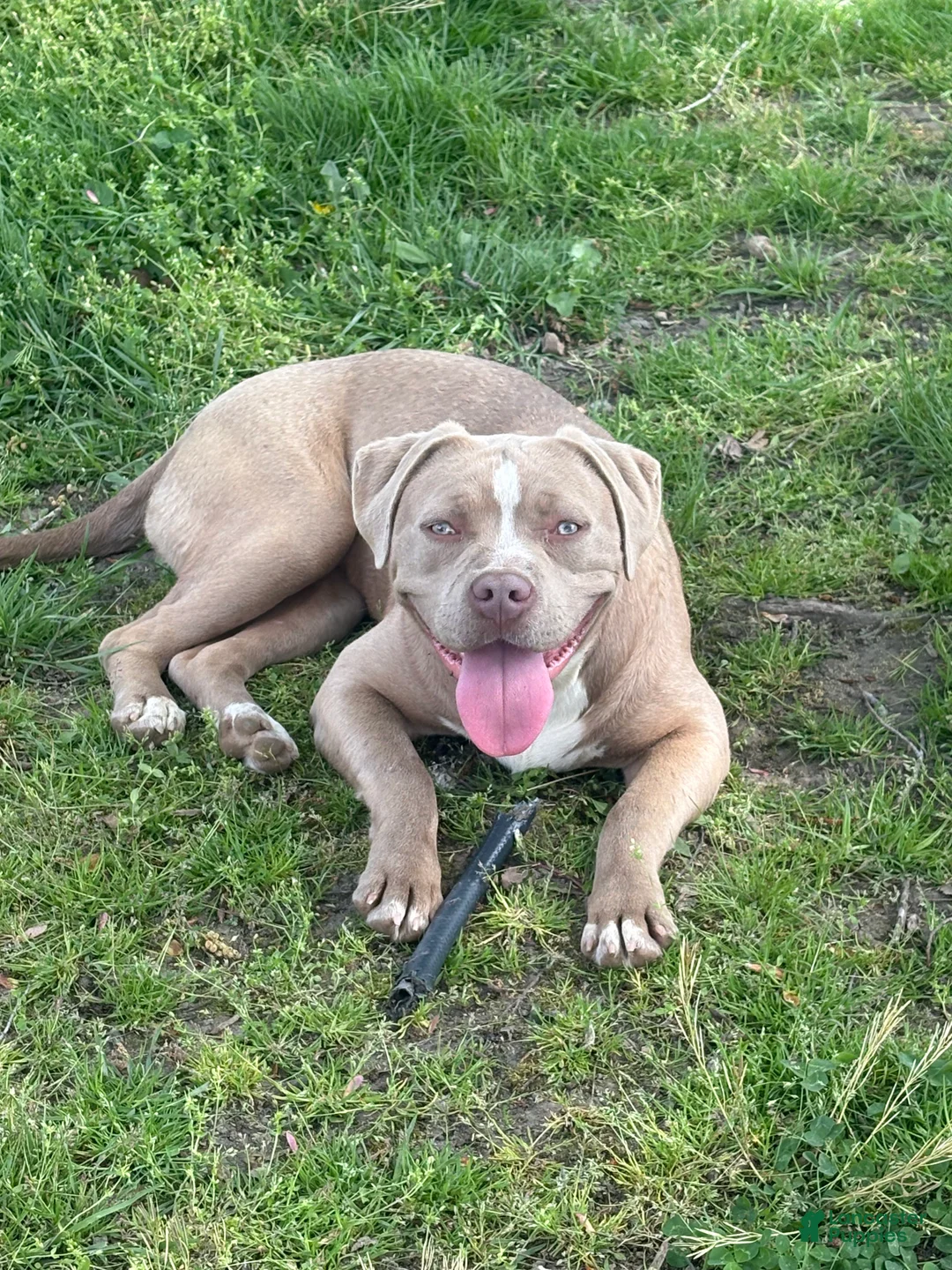 American Bully dogs for sale: Brown Sugar - Ad 1