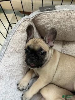 French Bulldog dogs Chito(green) - Ad 3