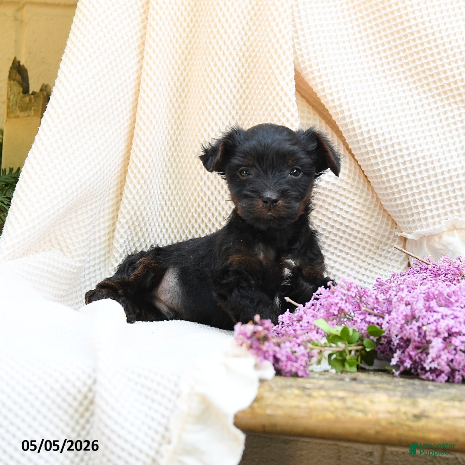 Yorkshire Terrier dogs Tabor - Ad 2