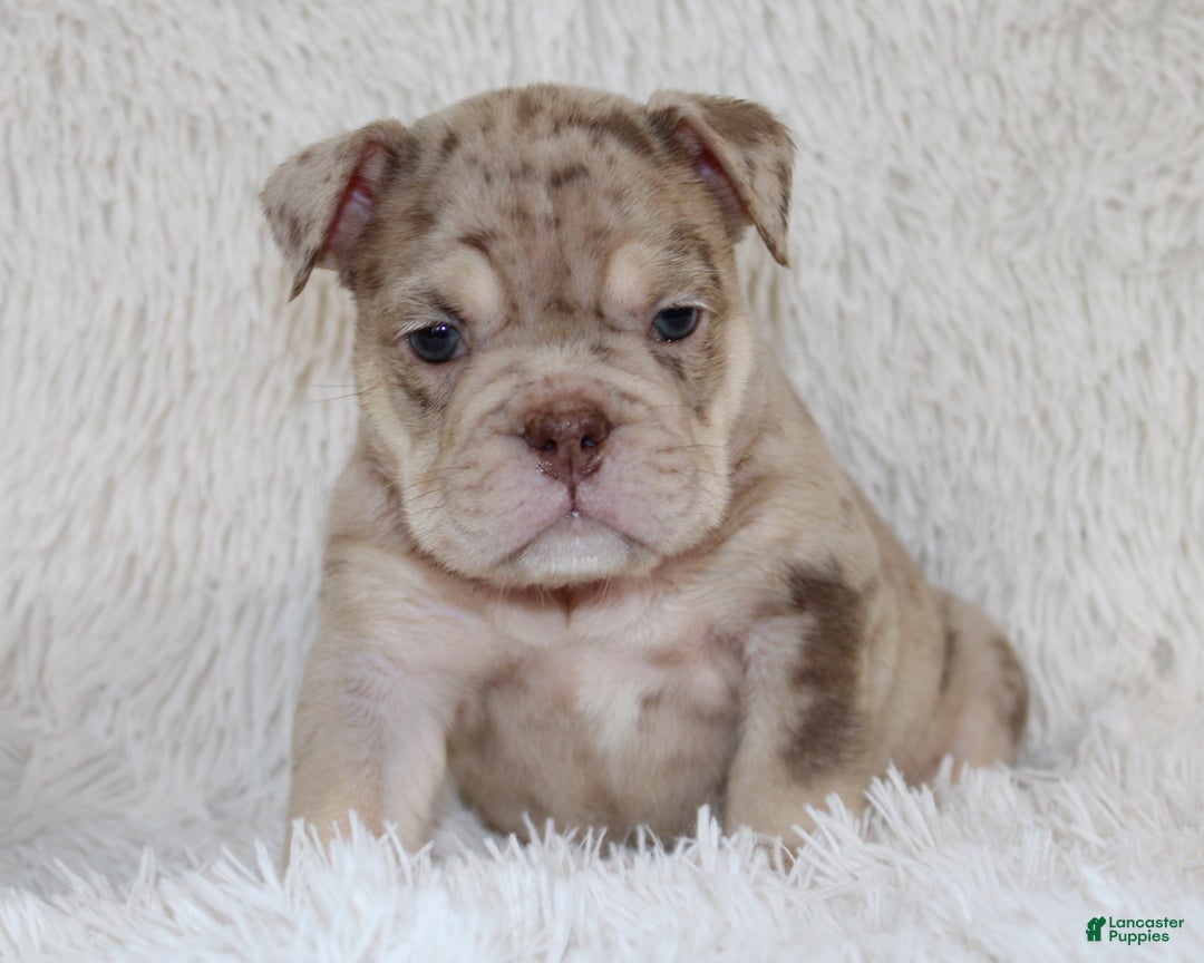 English Bulldog dogs for sale: Parry - Ad 6