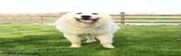 Great Pyrenees dogs for sale: Maverick - Ad 3
