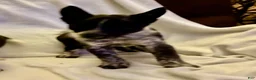 Australian Cattle Dog dogs for sale: Australian Cattle Dog 1 - Ad 2