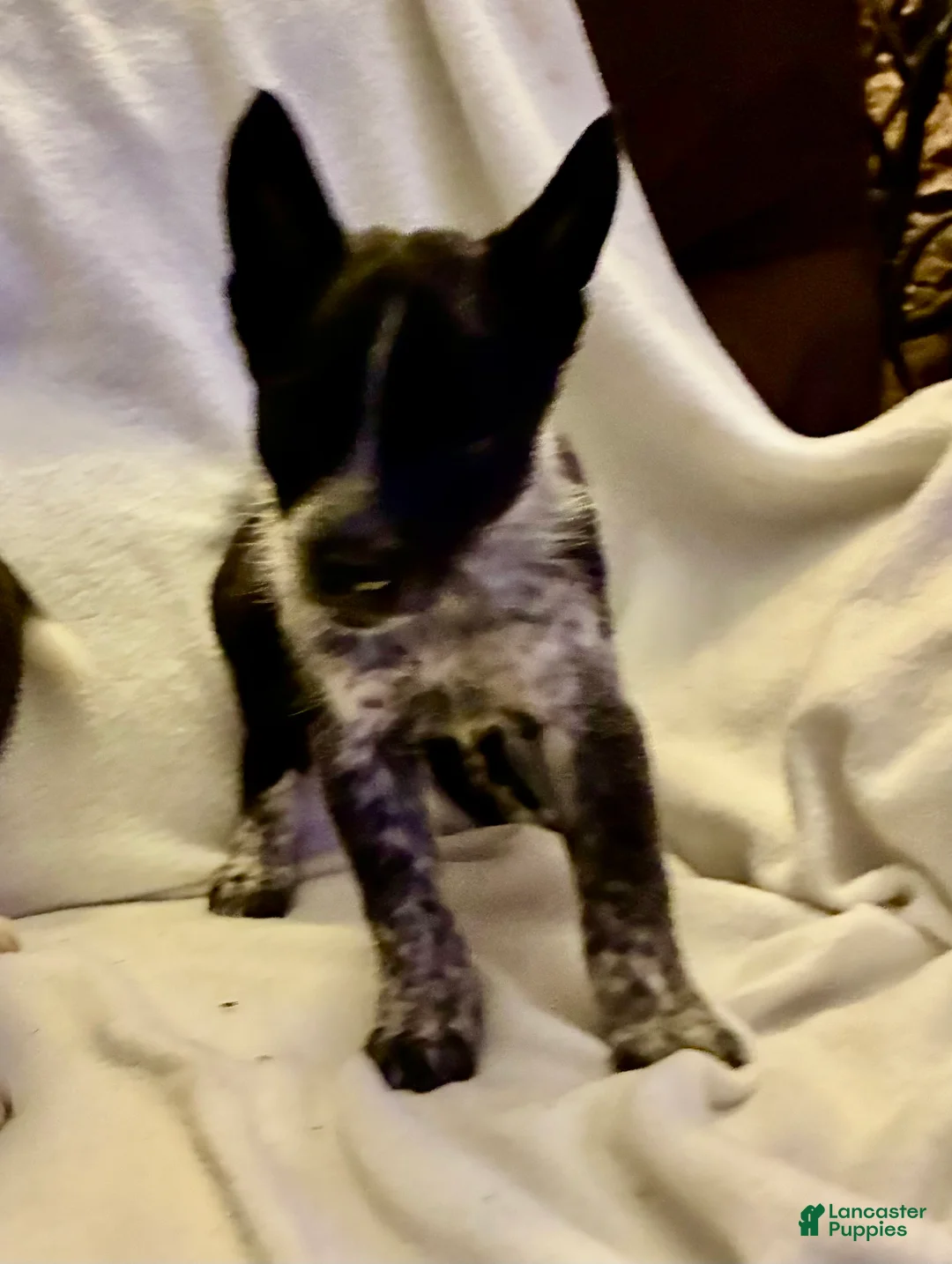 Australian Cattle Dog dogs for sale: Australian Cattle Dog 1 - Ad 2