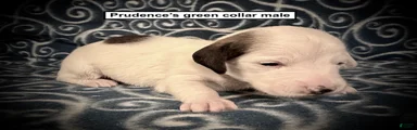 AKC Prudence's Green Collar Male