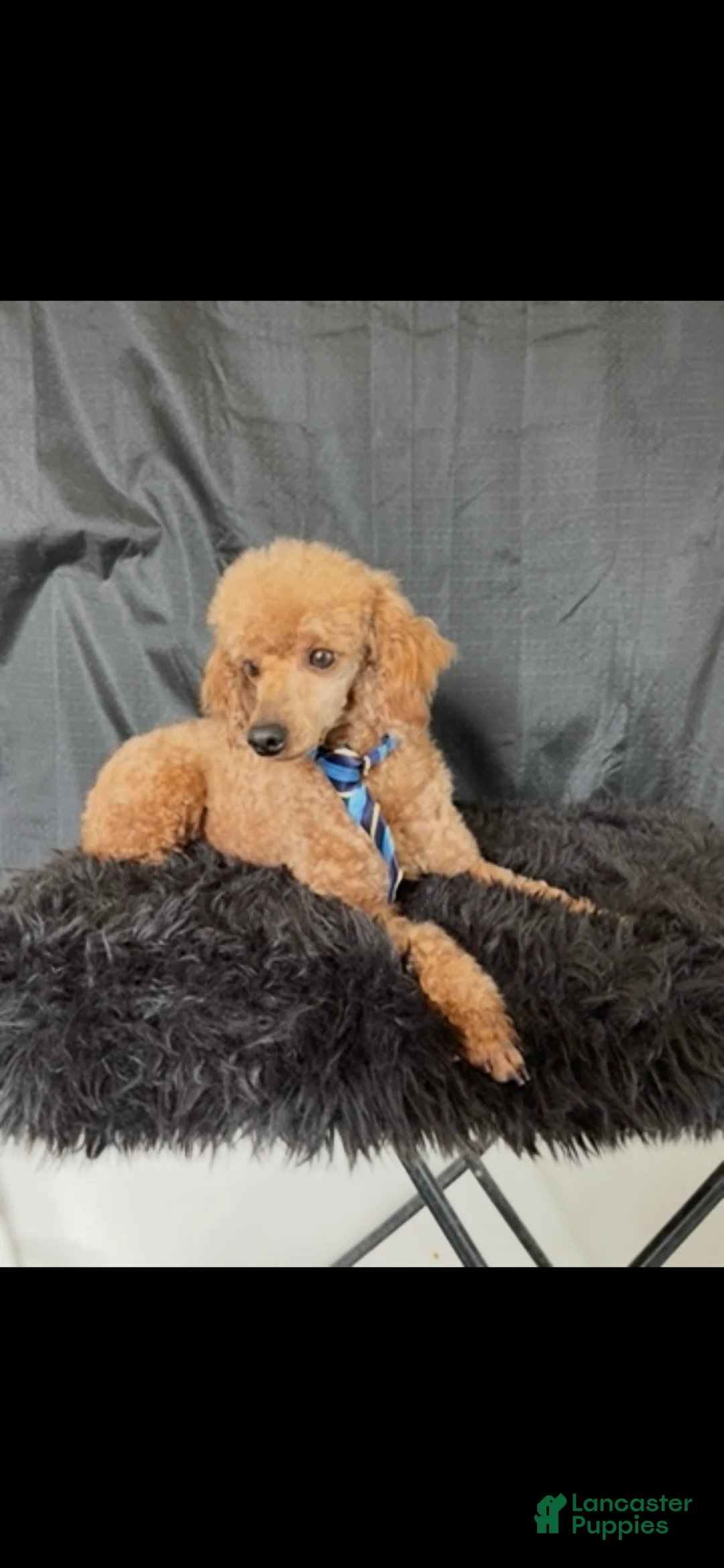 Miniature Poodle dogs for sale: Akc Clear genetics Proven Red Boy - Ad 5
