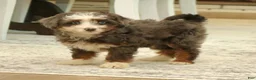 Mini Bernedoodle dogs for sale: Hazel  - Ad 4
