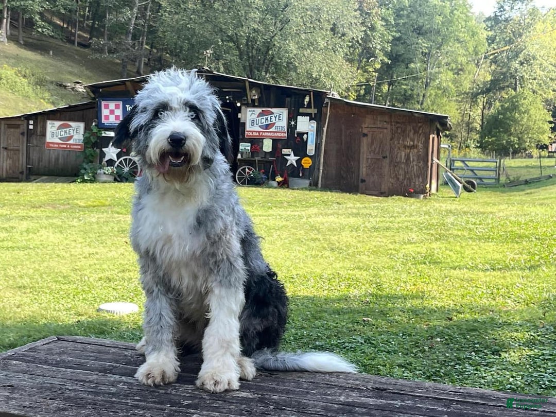 Bernedoodle dogs for sale: Australian Mountain Doodle Fuller - Ad 10