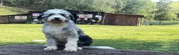 Bernedoodle dogs for sale: Australian Mountain Doodle Fuller - Ad 10