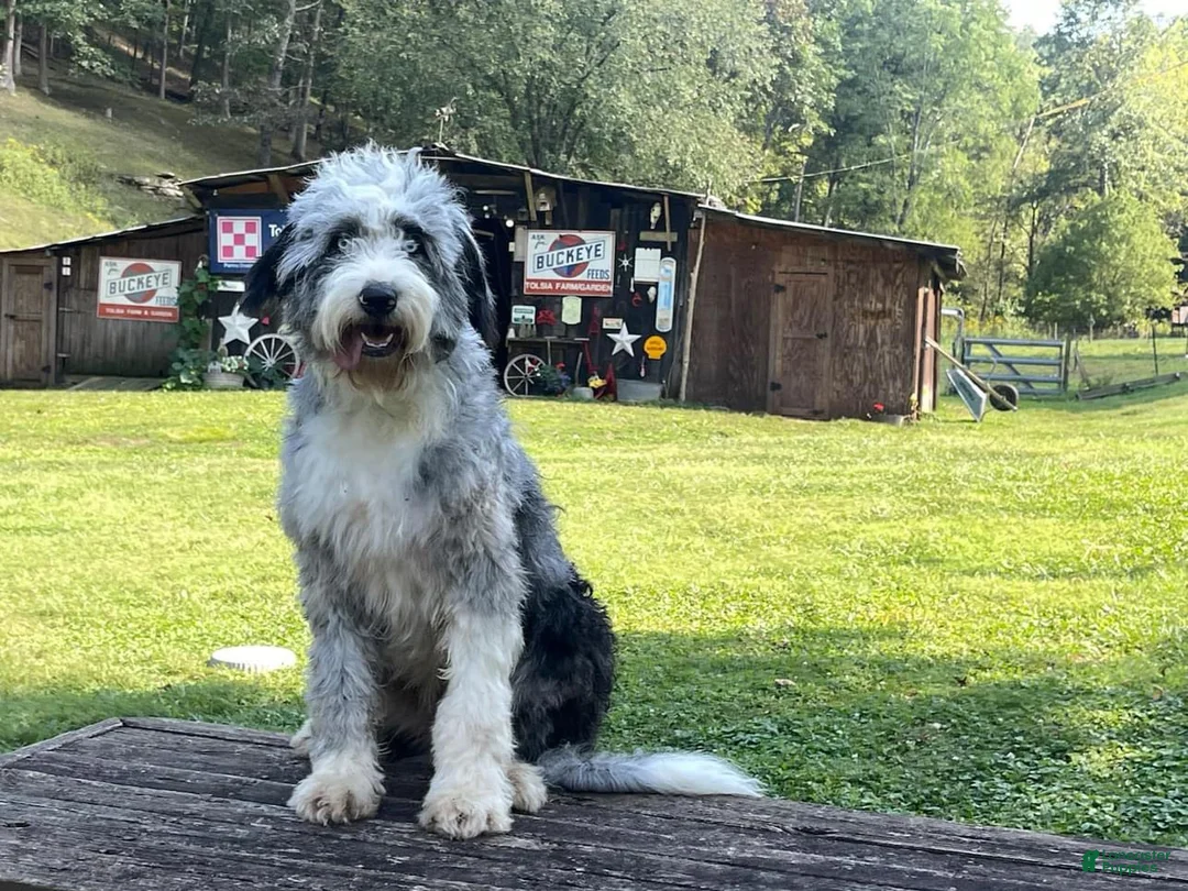 Bernedoodle dogs for sale: Australian Mountain Doodle Fuller - Ad 10
