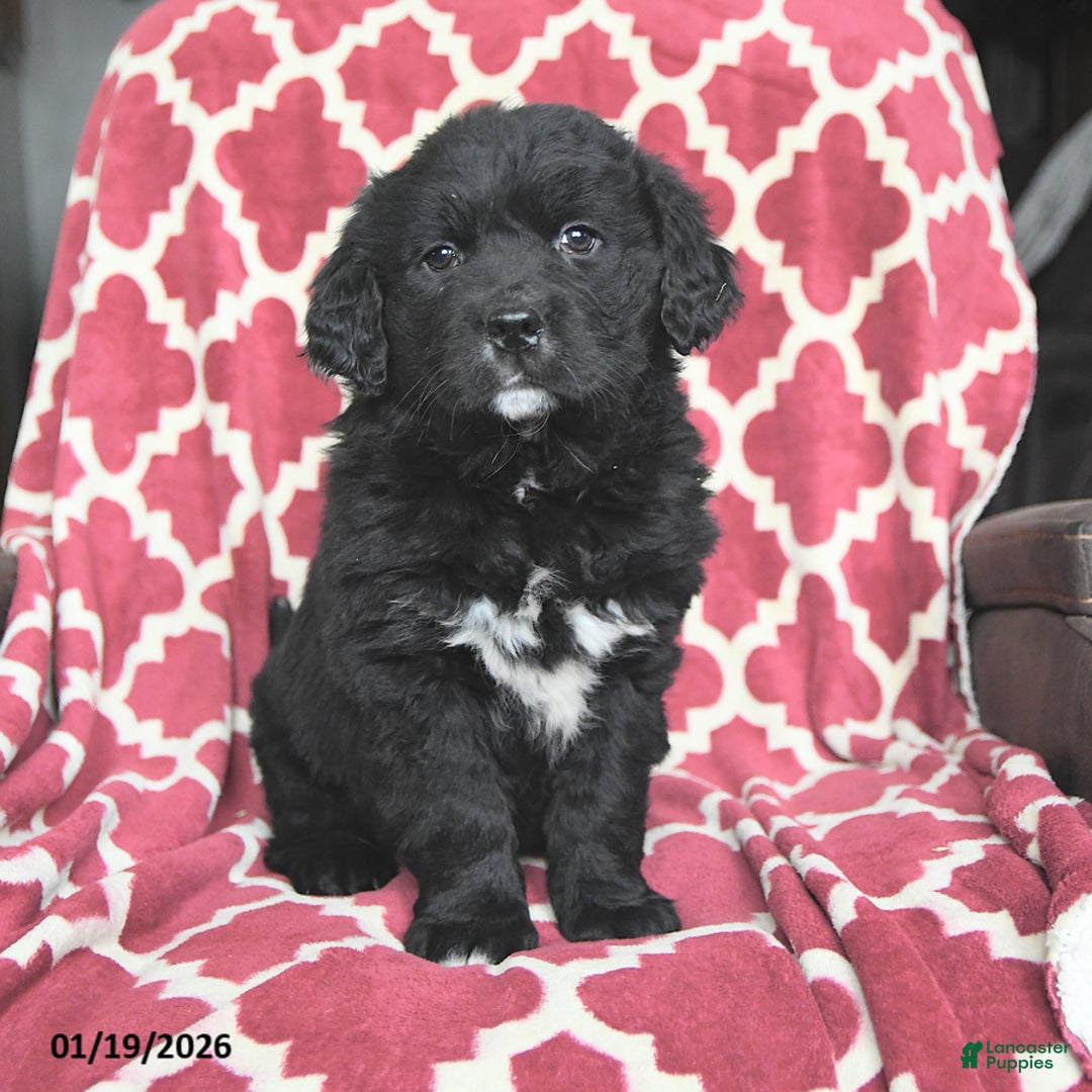 Mixed Breed dogs for sale: Suds - Ad 2