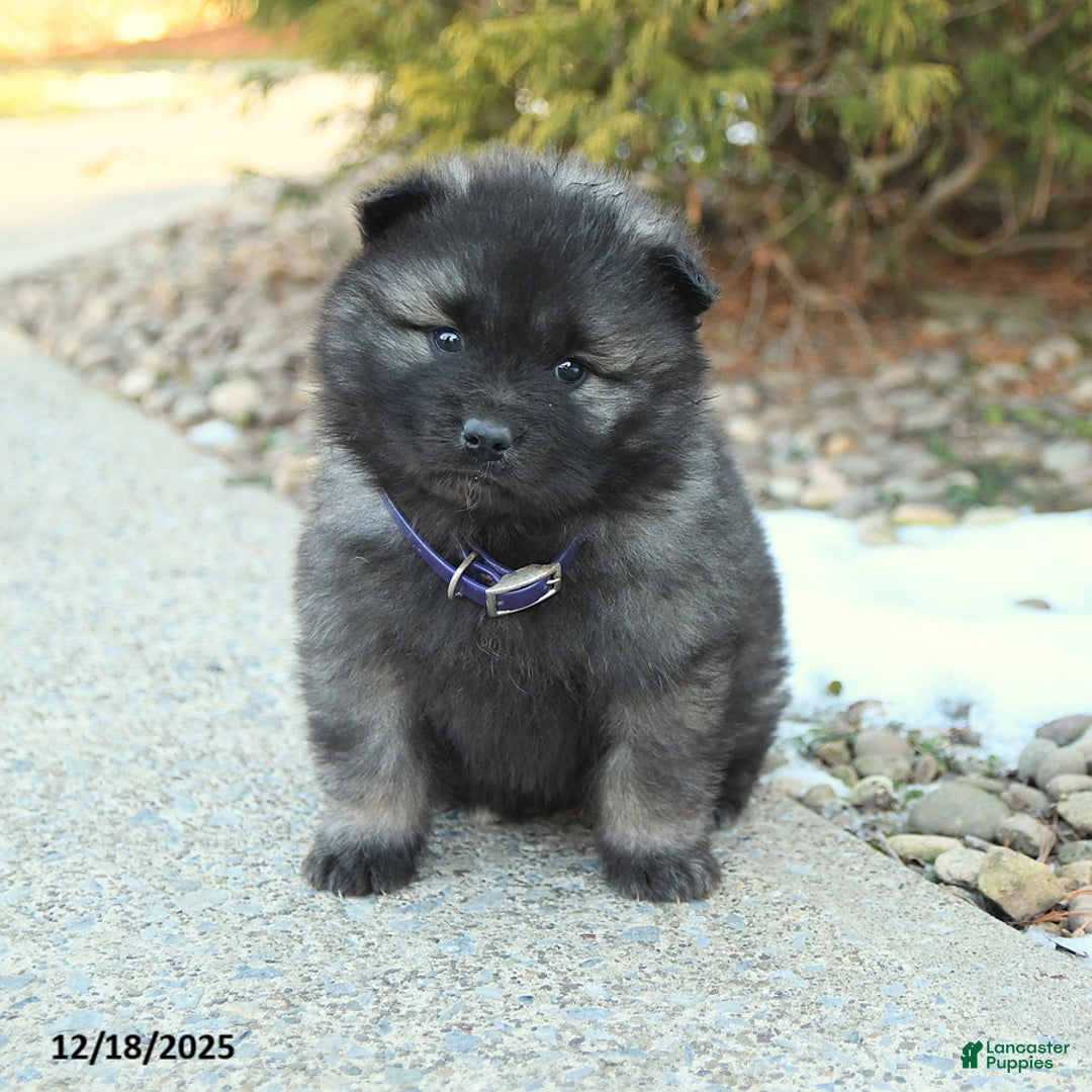 Keeshond dogs for sale: Frost  - Ad 2