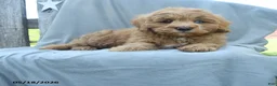 Cavapoo dogs for sale: Dakota - Ad 2