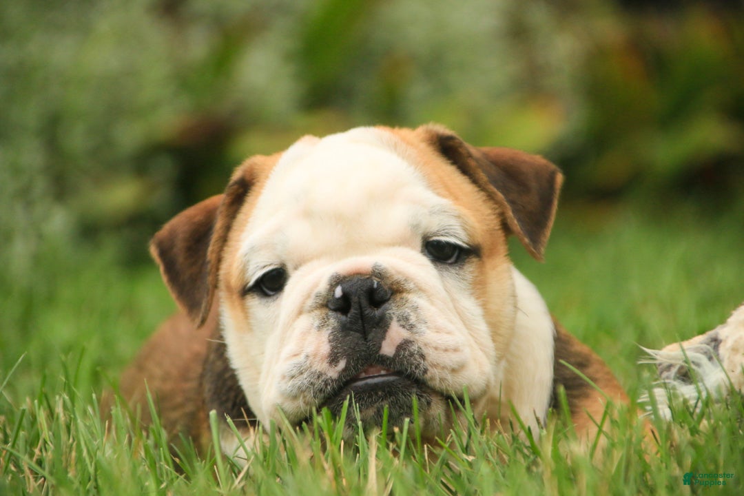 English Bulldog dogs Riley English Bulldog  - Ad 2